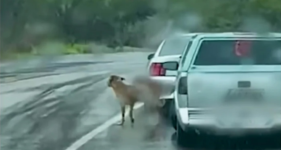 Little puppy abandoned during tornado stands in middle of road and begs for help