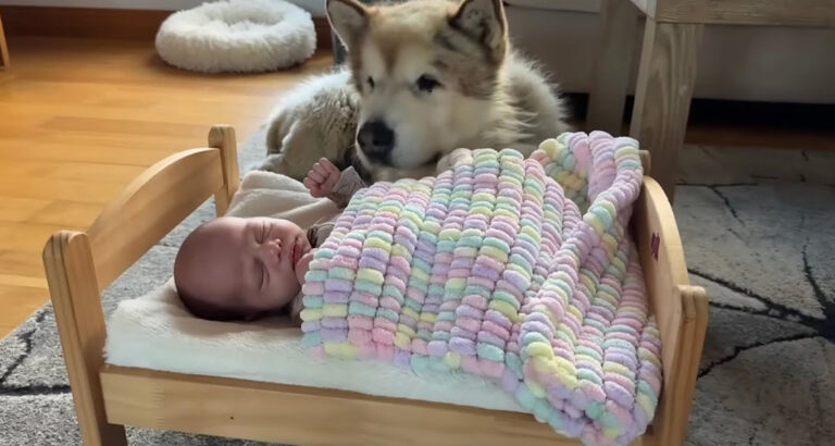 Dog falls in love with new baby brother and quickly becomes obsessed