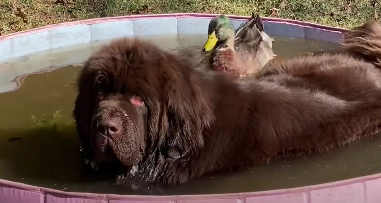 Duck Flaps His Wings So Hard When He Sees His 153-Pound Dog Best Friend