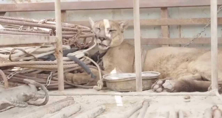 Circus mountain lion who was chained up for 20 years experiences freedom for the first time