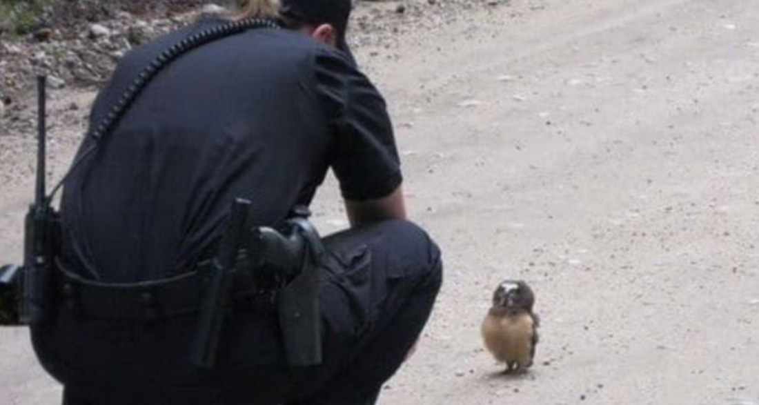 Police officer stops to have cute conversation with adorable baby owl