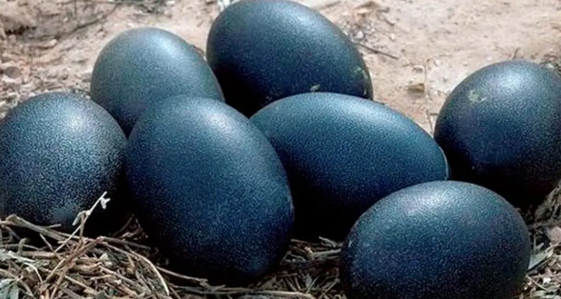 A farmer discovered black eggs, and what hatched left him truly terrified!