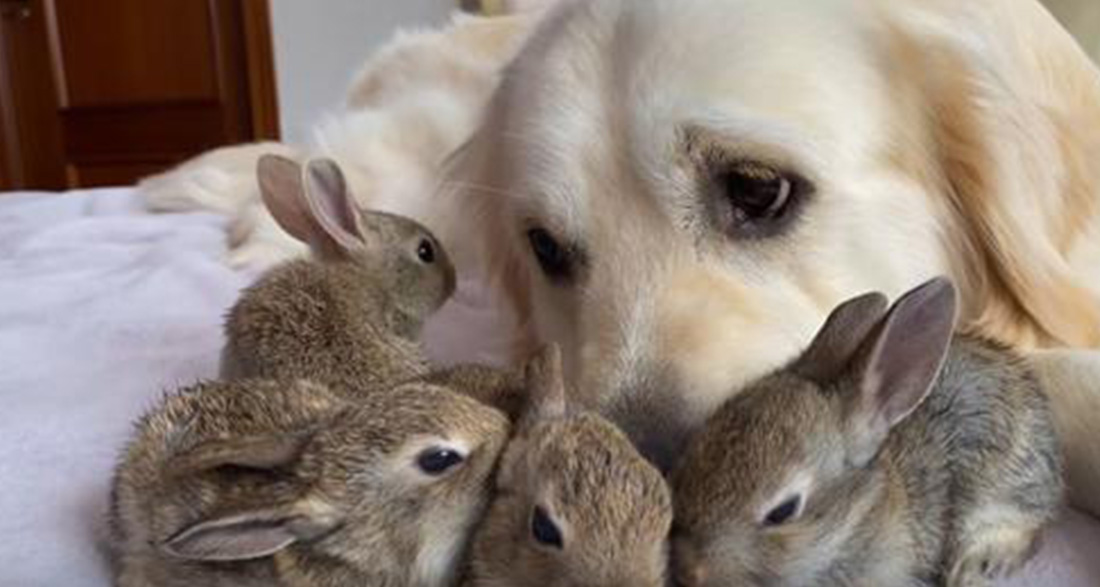 Bunnies think golden retriever is their mom so they snuggle up to her for protection