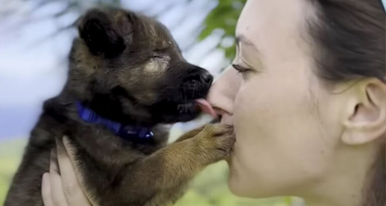 Foster mom acts as ‘seeing eye human’ for her beloved blind rescue puppy