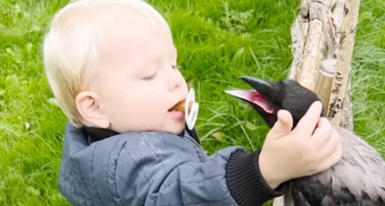 “They Have A Special Bond”: A 2-Year-Old Boy And His Crow