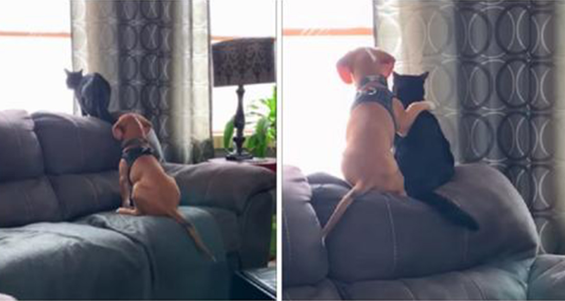 Dog hugs it out with his cat best friend as they peacefully bird watch