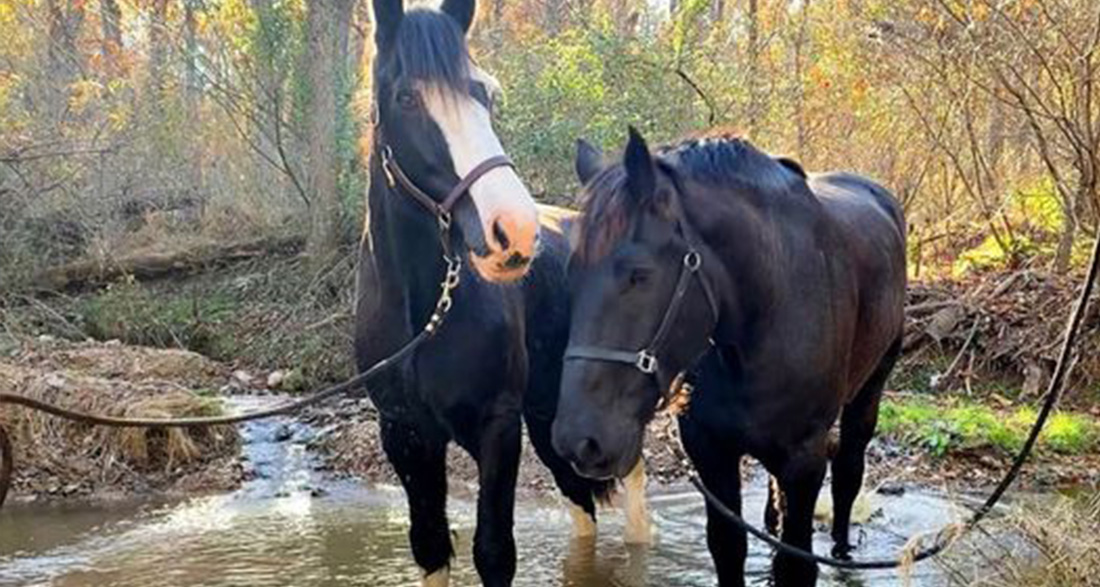 Gentle giant horse melts hearts ‘teaching’ neglected elderly horse the joys of playing