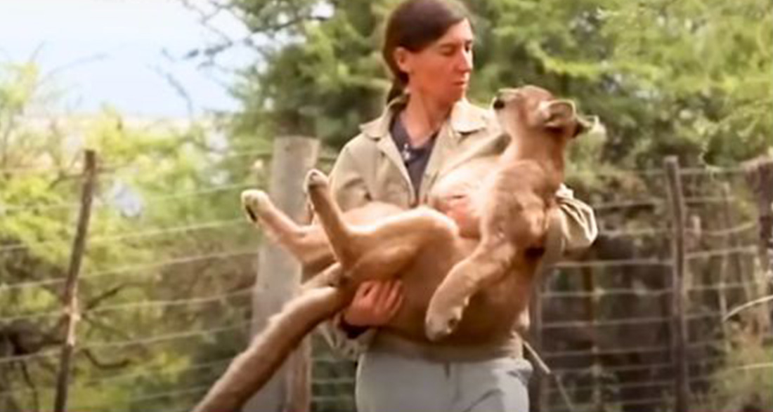 Timid and lonely blind cougar melts hearts meeting his new furry ‘best friend’