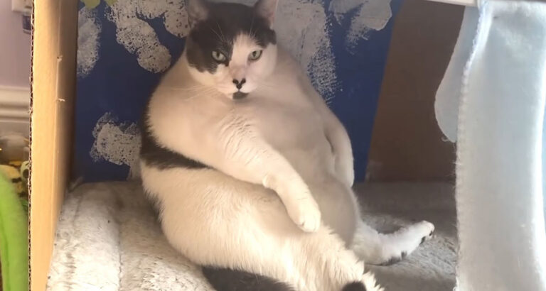 Kind grandma adopts overweight 42-pound cat and helps him lose almost 20 pounds