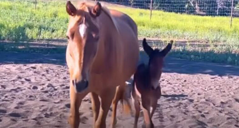 Rescuers save wild pregnant horse and then are amazed by ‘unique’ baby she gives birth to