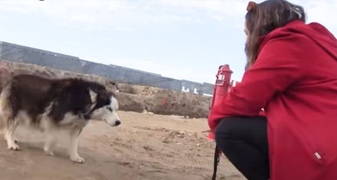 Rescuers spot scared husky alone in construction site and then realize she’s about to ‘pop’