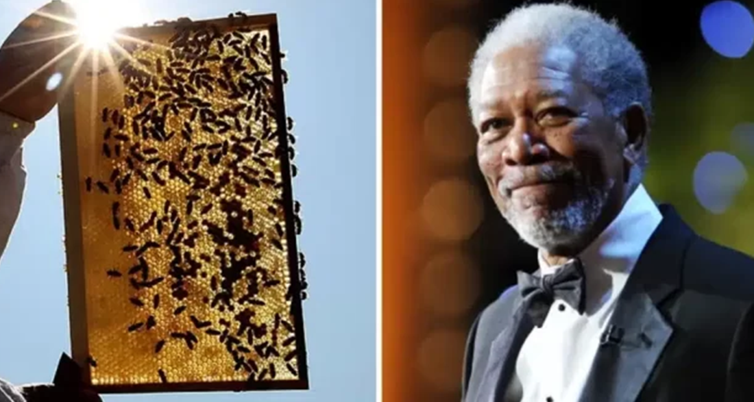 High fives to Morgan Freeman for transforming his ranch into a 124-acre honeybee sanctuary.