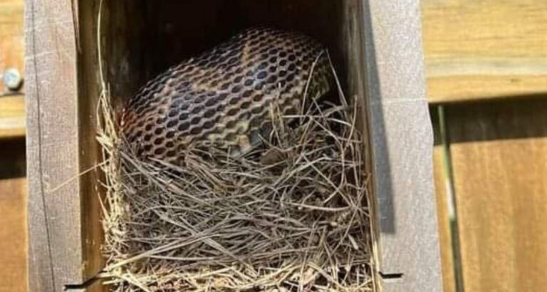 8 Easy Ways to Keep Snakes Out of Your Yard