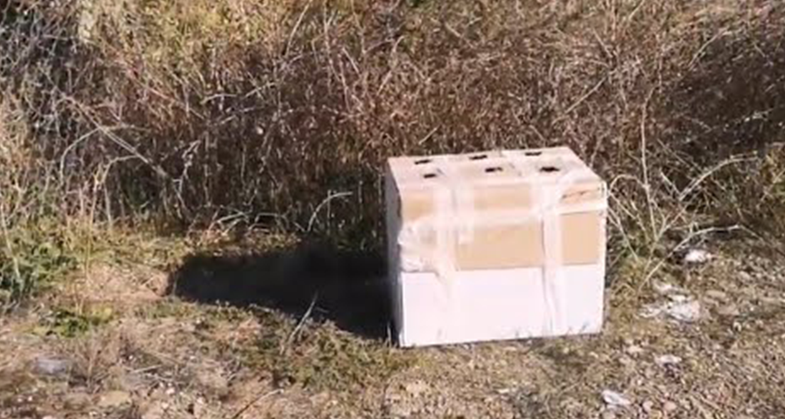 Woman finds a cardboard box on the side of the road