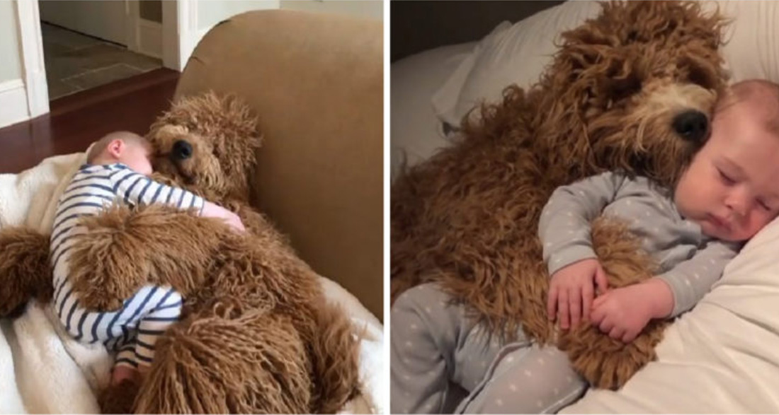 The parents had left the child alone with the dog, but when they returned they saw the unexpected