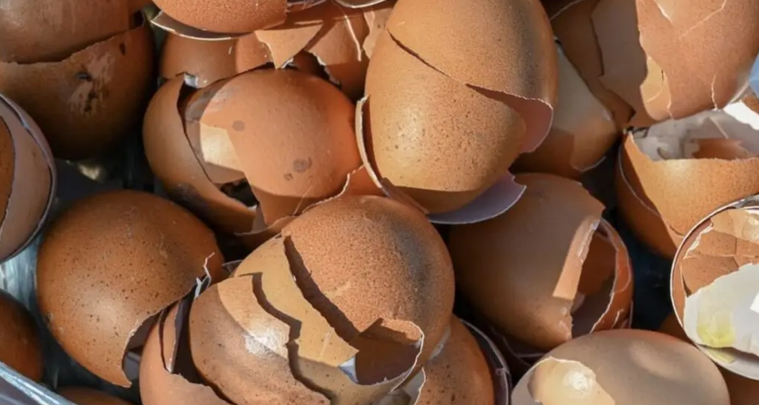 Don’t throw away eggshells! Here’s what makes them useful