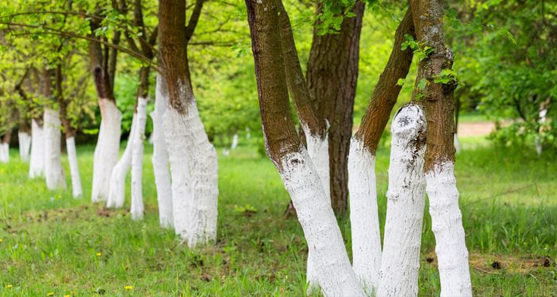 If you spot white-painted trees, you had better know what it means