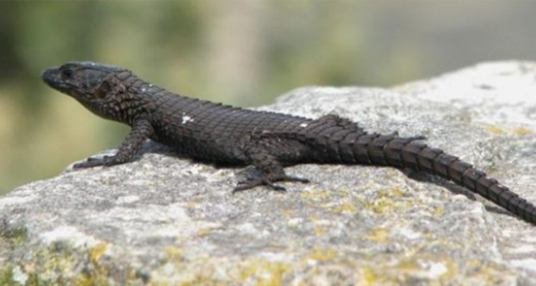 A Young Girl Thought She Found A Lizard- When Vet Sees It, He Couldn’t Believe His Eyes