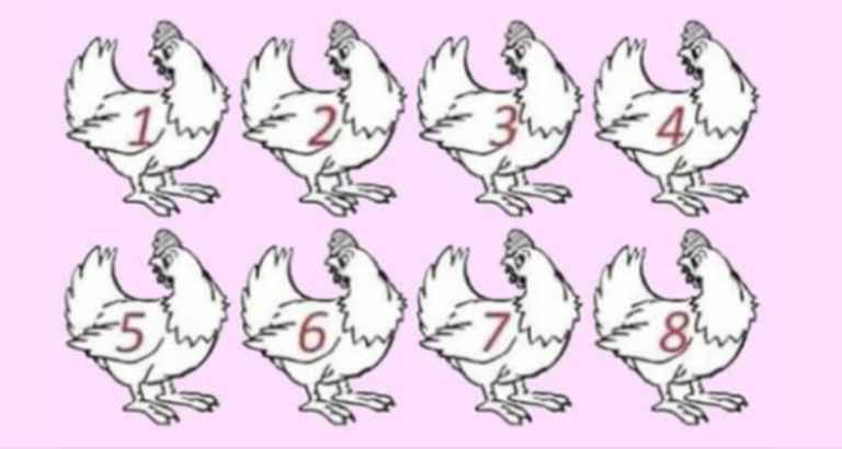 Strickly for the » Genius» Which chicken is different? No winners yet.