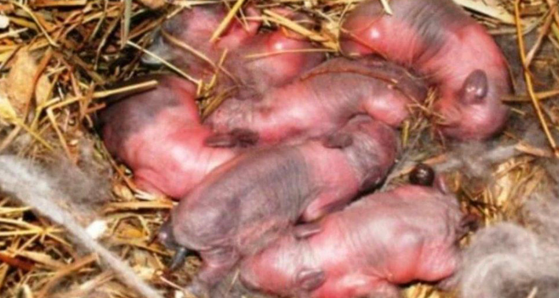 Farmer found newborn “puppies” in a field: after a while it dawned on him that they are not puppies!