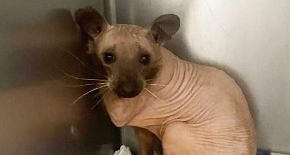 Animal rescued from the cold looks like a hairless cat — you’ll never guess what it really is