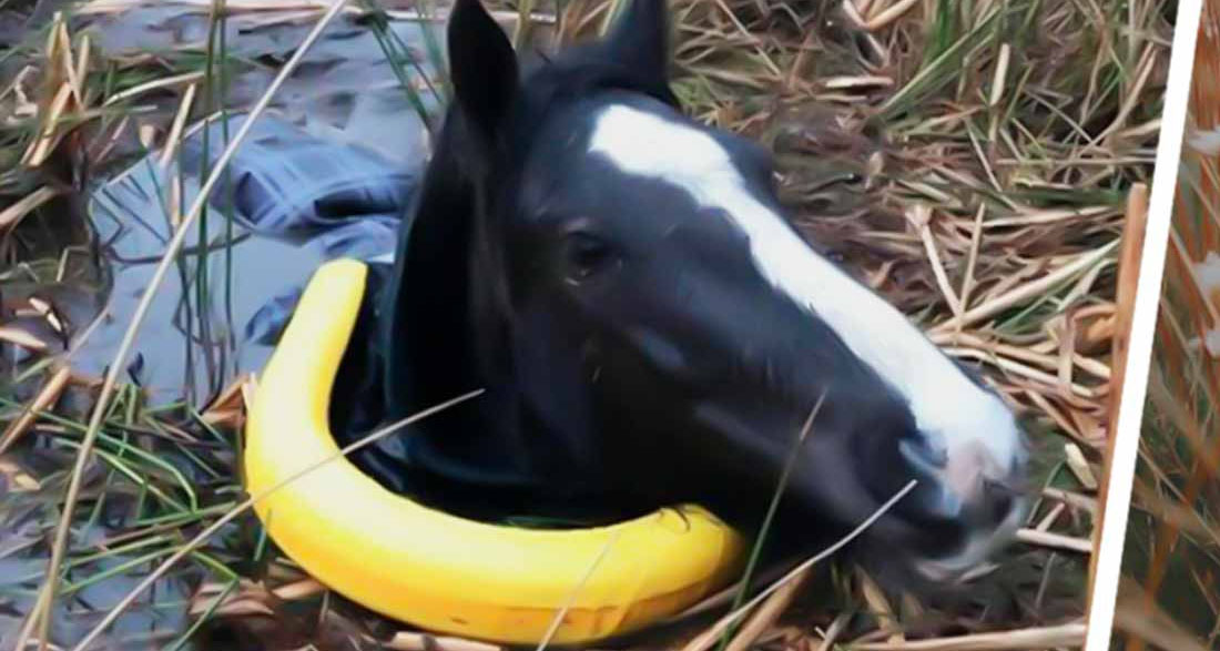 Man Rescued a Trapped Crying Wild Horse. How It Thanked Him is Unbelievable