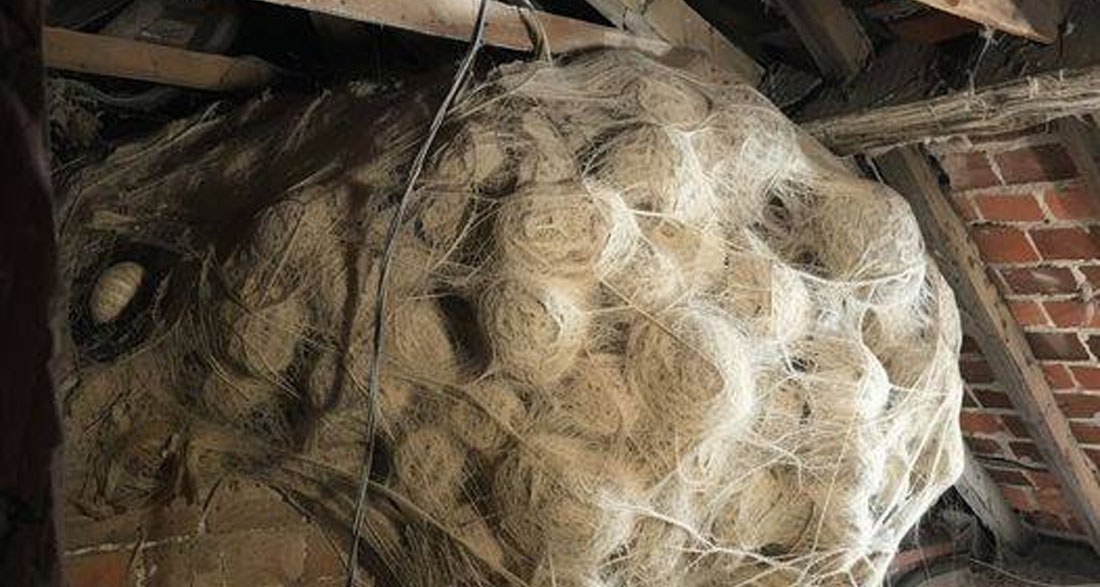 Man Thinks He Found “Hornets” Nest In Attic – Turns Pale When He Realizes What’s Inside