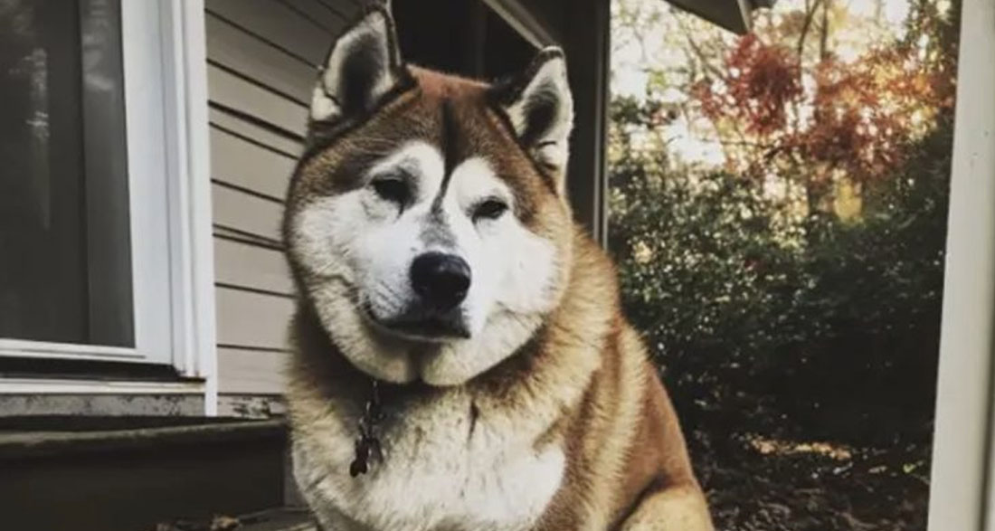 We settled into a house that had previously been owned by a man who had passed away, and a dog visited us daily. One day, I decided to follow it