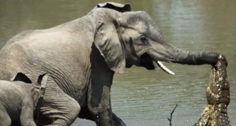 Crocodile catched little elephant’s trunk when he was drinking a water! See what happened after