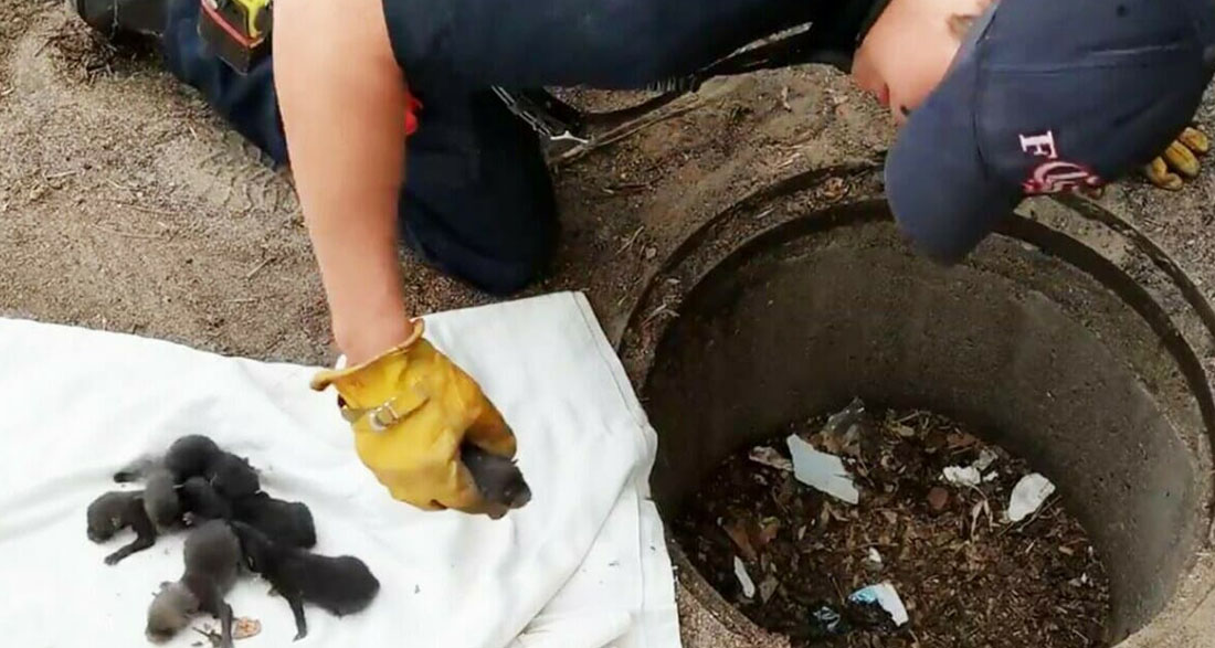 Firemen save 8 Labrador pups from drain: Then they realise they’re not dogs at all