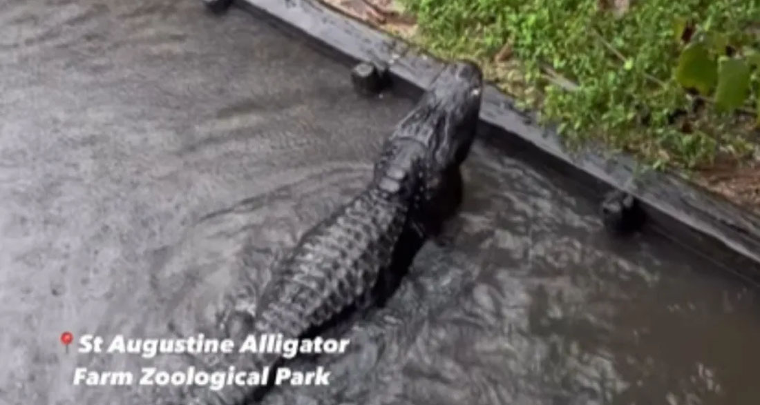 Florida Zoo Shares Footage Of Gators During Hurricane Milton And It’s Straight Out Of Jurassic Park