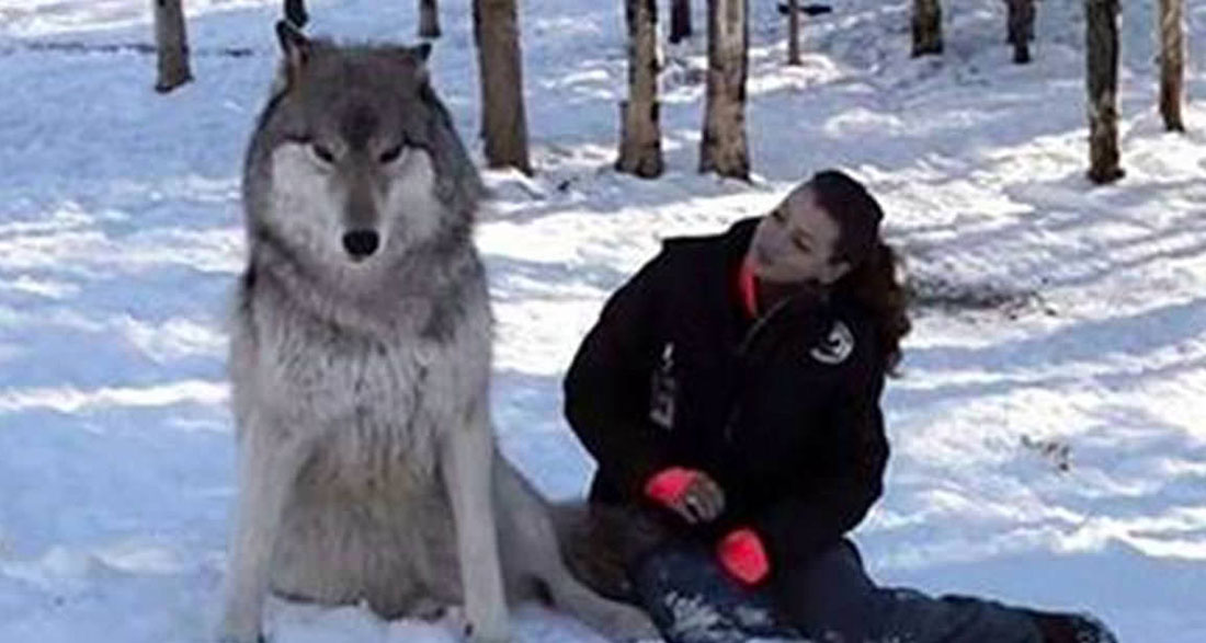 Giant wolf sits down next to this woman, now watch the moment when their eyes meet