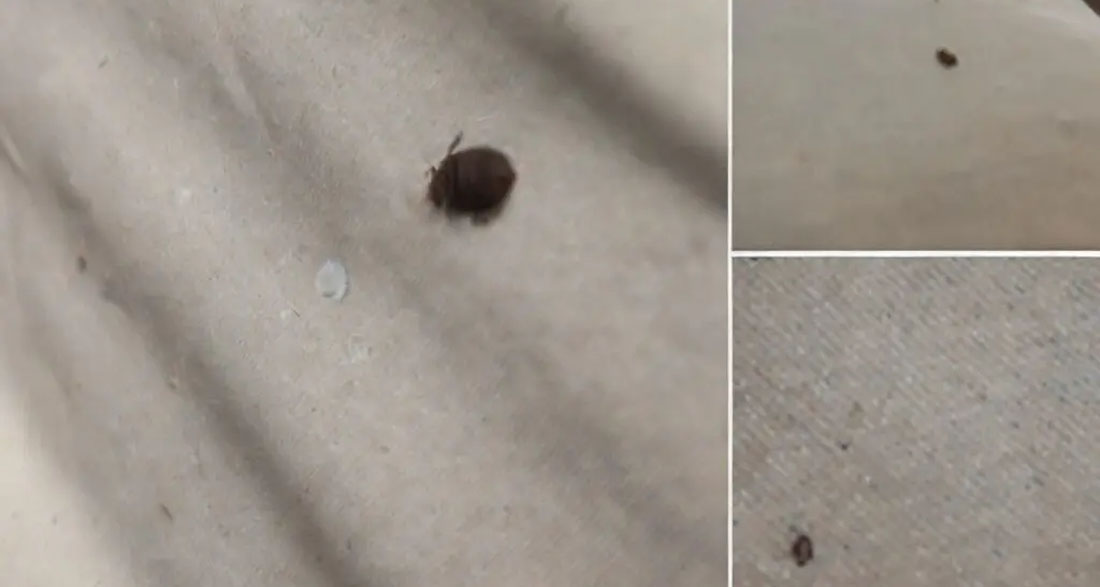 If you find a tick inside your home, here’s what you need to know