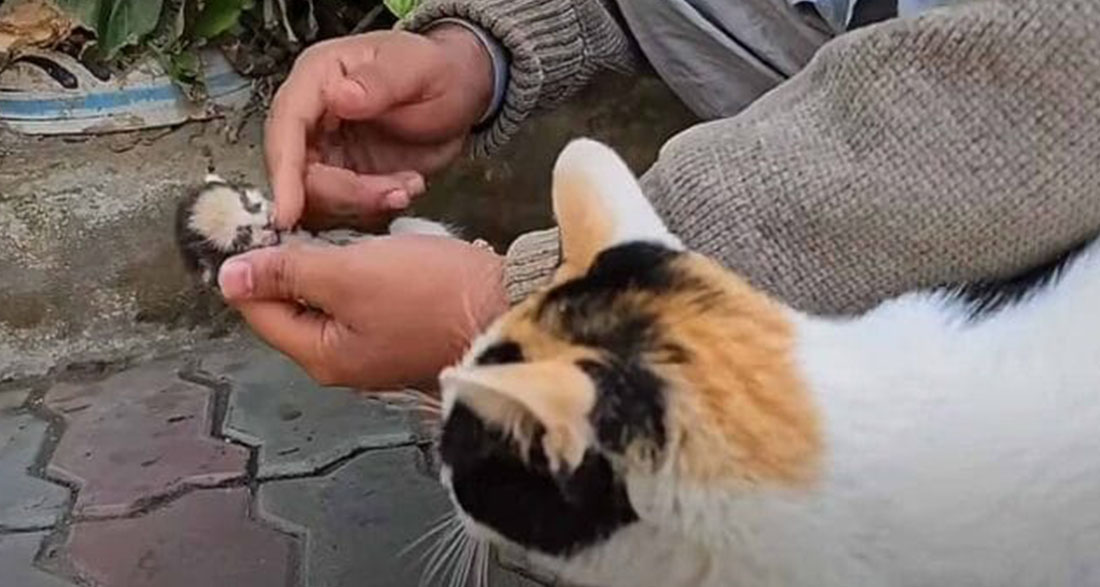 Mama cat places her dying kitten in man’s hands, receives a response she will never forget