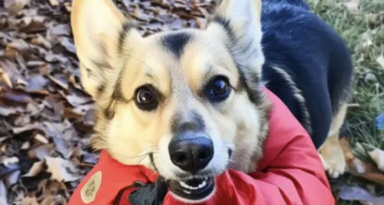 Four Years after My Husband Went Missing, a Dog Brought Me the Jacket He Was Wearing on the Day He Disappeared – LoveAnimals