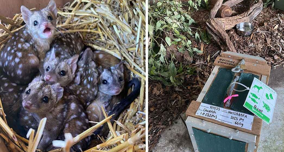 Gang finds unusually spiky creatures in nest – takes a closer look and jaws drop when they realize what kind of animals they are