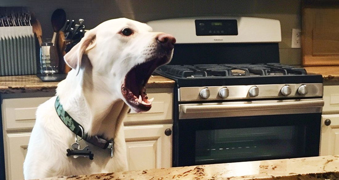 Our Dog Wouldnt Stop Barking at the Thanksgiving Turkey, When I Finally Checked It, I Called the Police