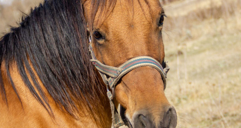 Enchanting Equine: Rare Foal’s Remarkable Facial Markings Stun Onlookers”.