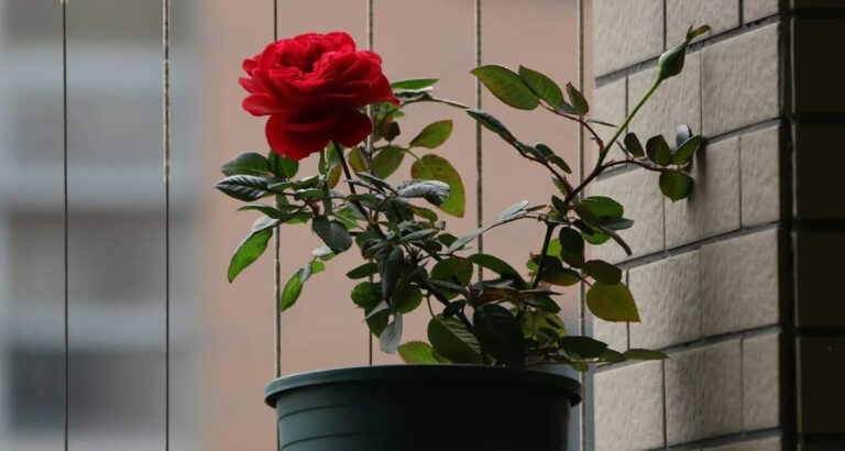 Dad Breaks Grieving Son’s Potted Rose with Late Mom’s Ashes Mixed into the Soil