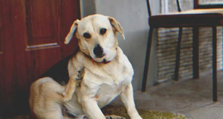 Man Hears Dog Barking in Front of His House Every Day, Sees Photo of His Grandma on Dog’s Collar — Story of the Day