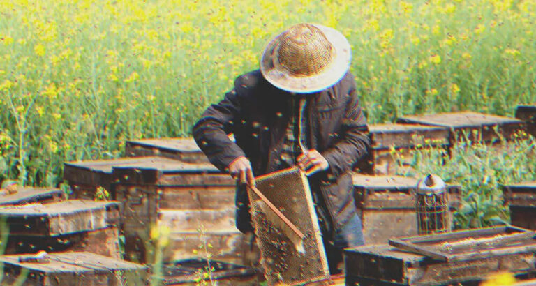 I Was Upset That My Grandfather Only Left Me an Old Apiary until I Looked into the Beehives — Story of the Day
