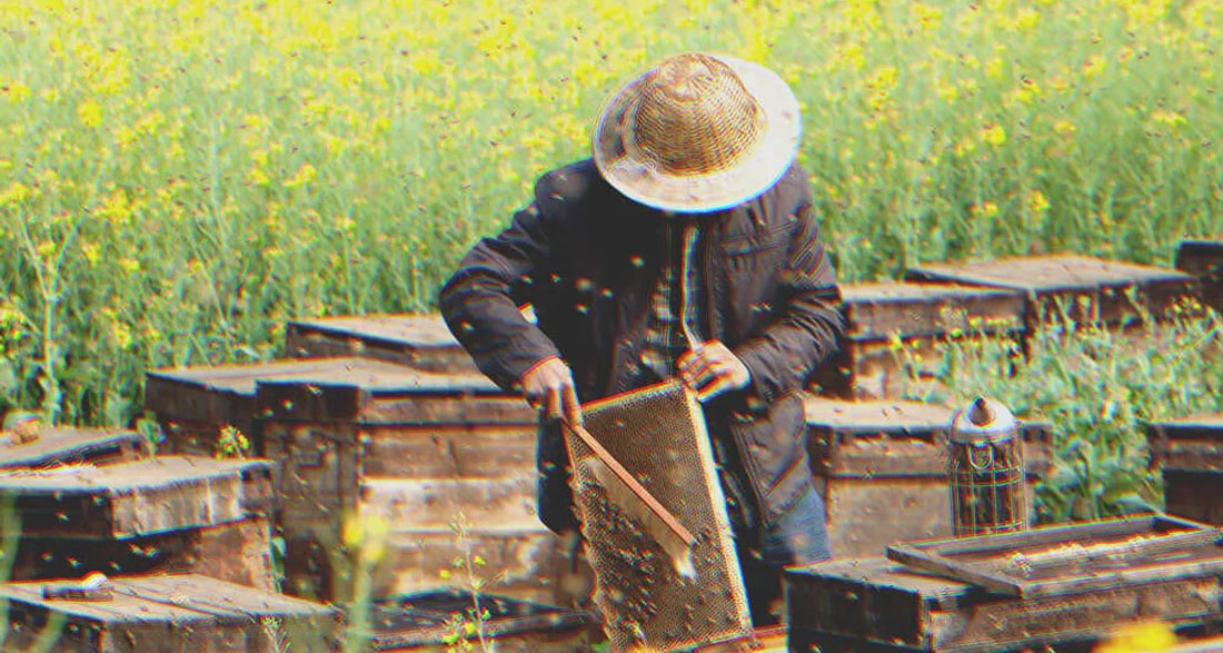 I Was Upset That My Grandfather Only Left Me an Old Apiary until I Looked into the Beehives — Story of the Day
