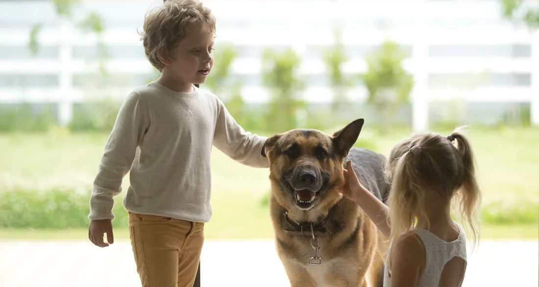 My Dog Wouldn’t Stop Howling When the Kids Left with My Mother-in-Law – I Had to See Why
