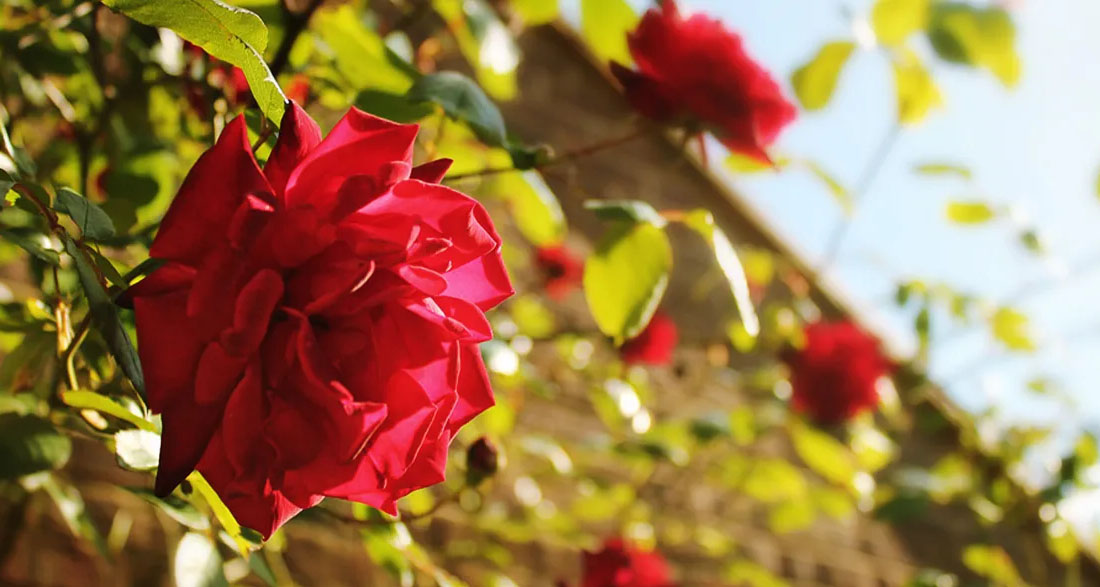 Grandma Asked Me to Move Her Favorite Rosebush One Year After Her Death – I Never Expected to Find What She’d Hidden Beneath It