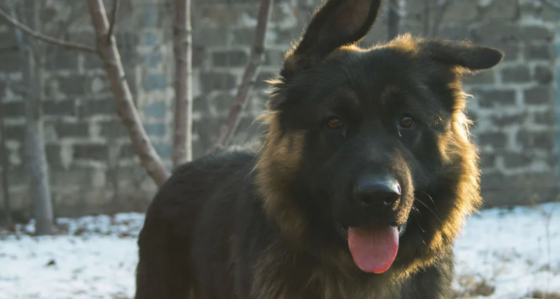 I Gave Food to a Hungry Veteran and His Dog – a Month Later, My Boss Dragged Me into His Office, Furious, and My Whole Life Flipped Upside Down