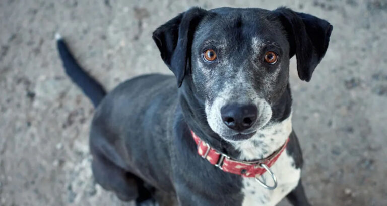 My Husband Started Taking Our Dog on 3-Hour ‘Walks’ Every Night – One Night I Checked the Dog’s GPS Collar, and My Stomach Dropped