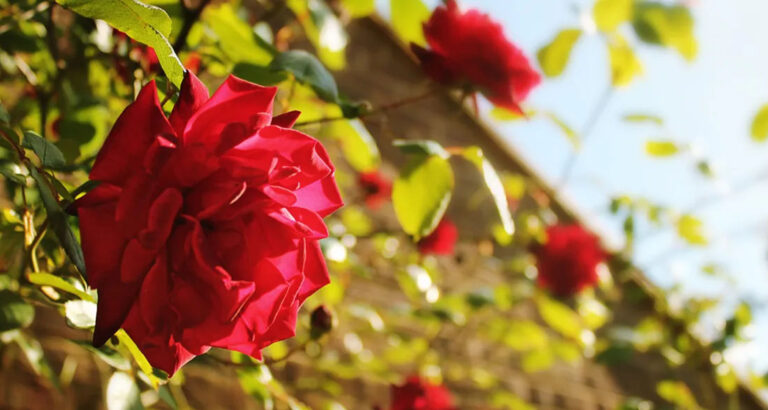 Grandma Asked Me to Move Her Favorite Rosebush One Year After Her Death – I Never Expected to Find What She’d Hidden Beneath It
