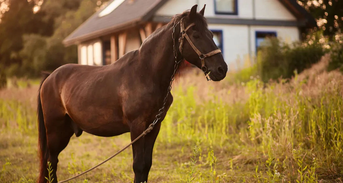 My Husband Sold My Horse While I Was Away – When I Overheard the Real Reason, I Went to War with Him