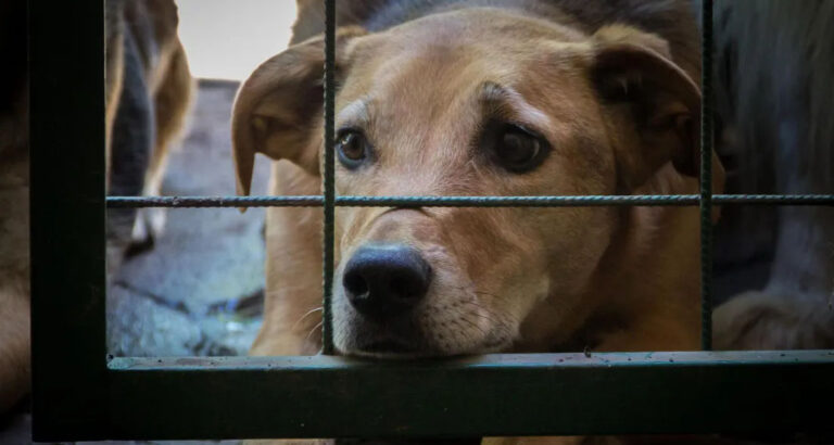 My Husband Tried to Sell My Animal Shelter to Build a House for His Pregnant Mistress – I Made Sure He Regretted It