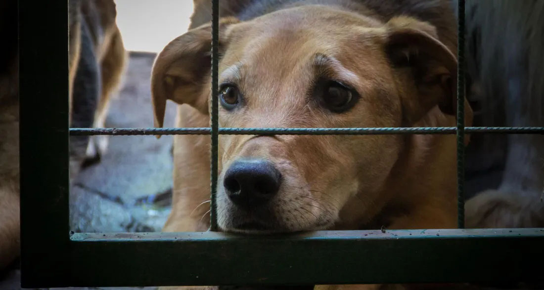 My Husband Tried to Sell My Animal Shelter to Build a House for His Pregnant Mistress – I Made Sure He Regretted It